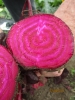 Beetroot ~ Scarletta